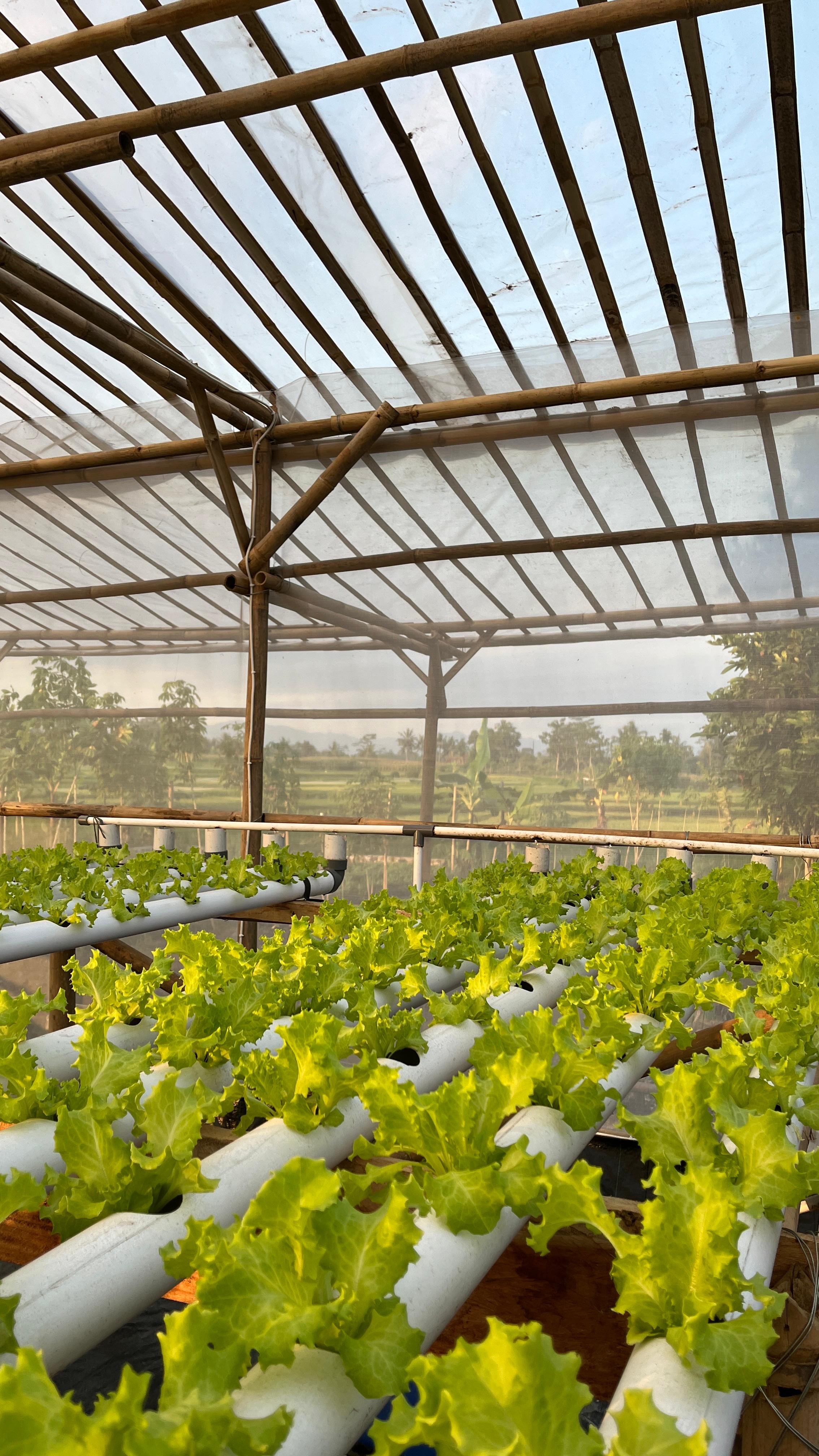 Talang NFT penuh selada di greenhouse