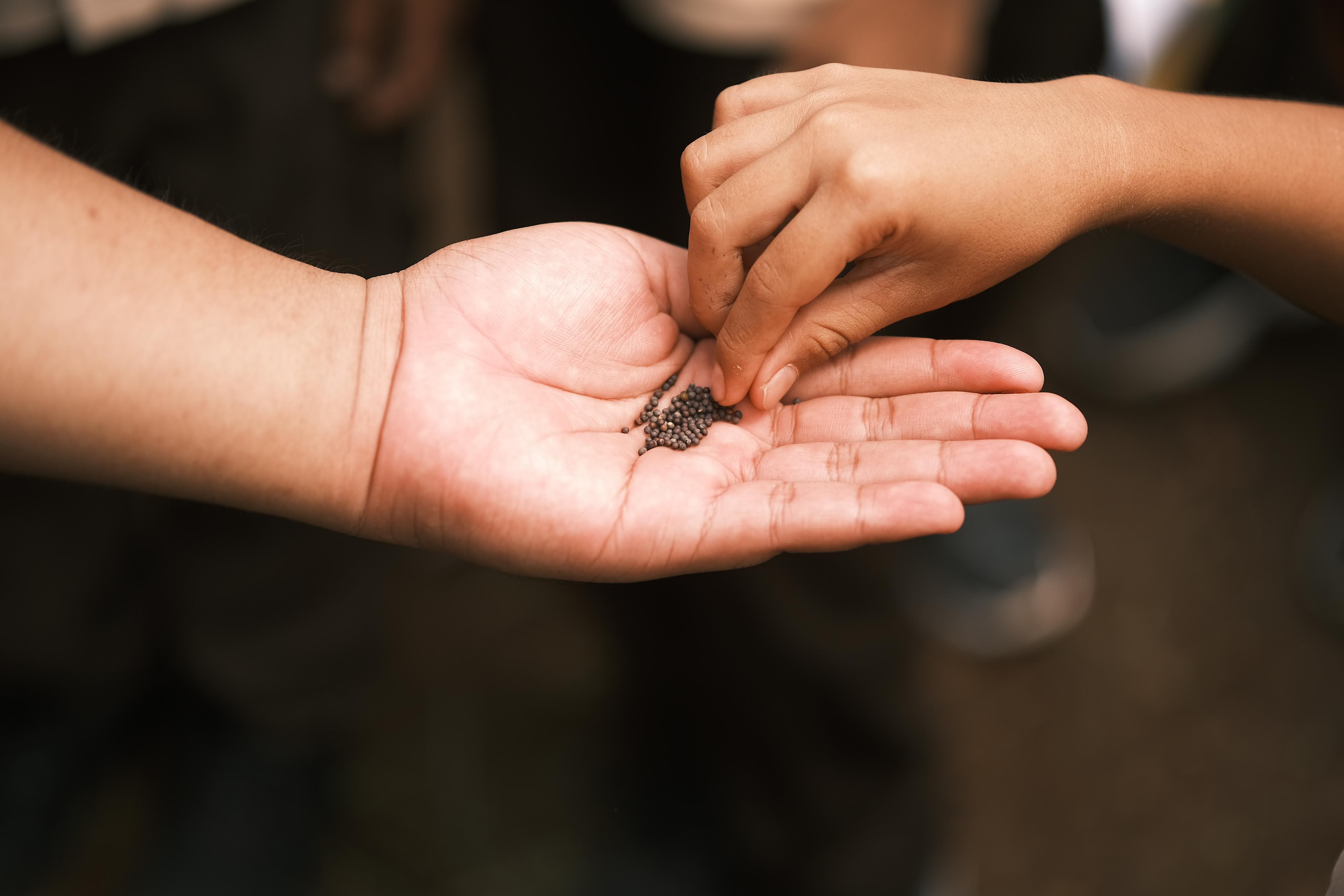 Tangan anak menerima benih sayuran