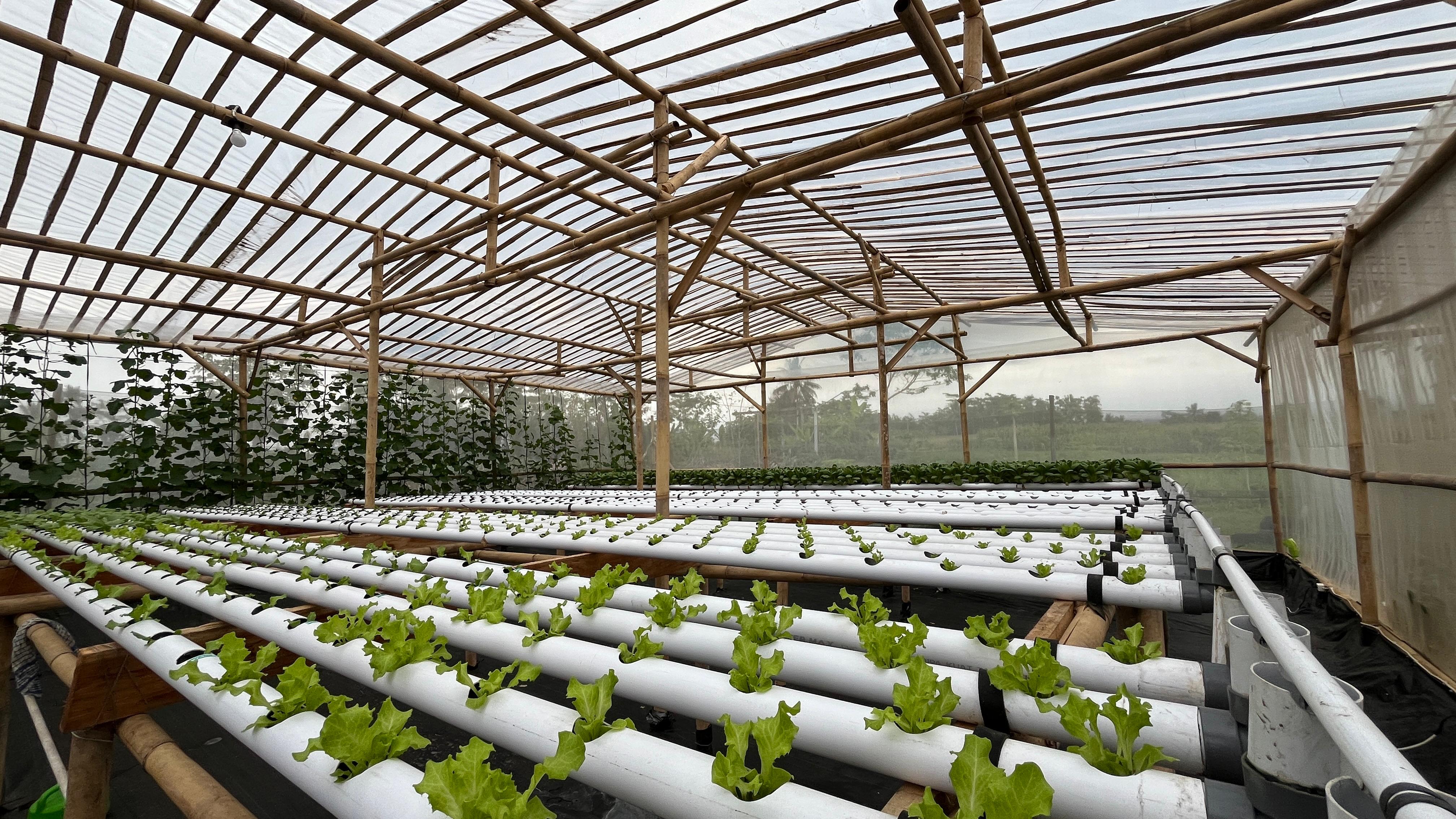 Rangka bambu greenhouse yang dipasang tim Dhawuh Bumi