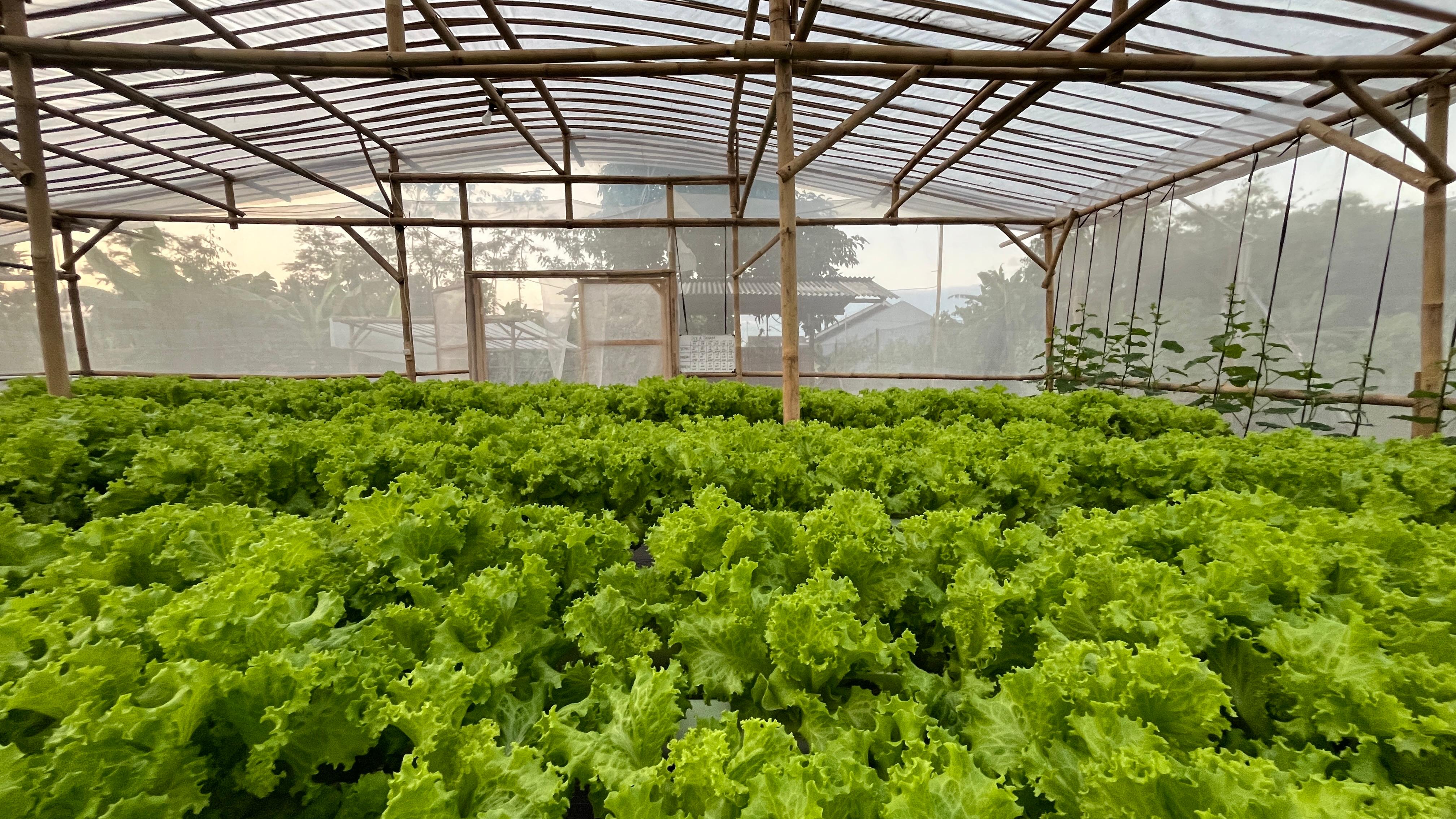 Hamparan selada di greenhouse Dhawuh Bumi saat pagi