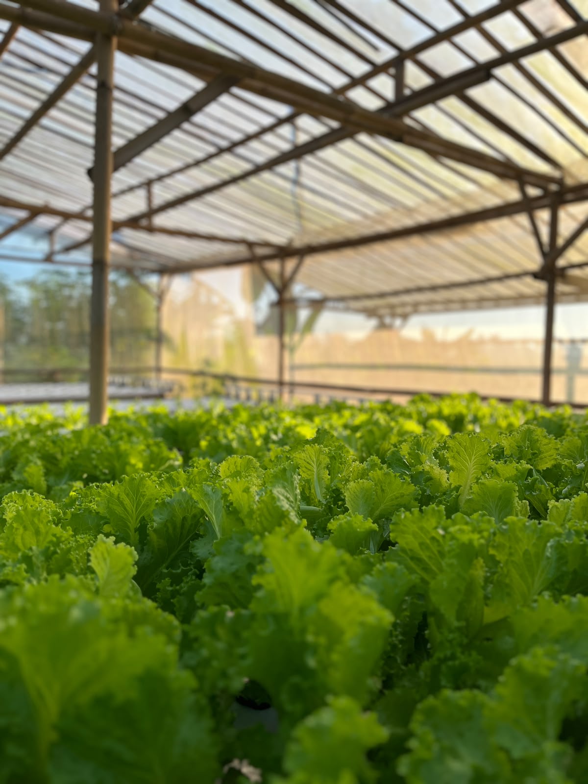 Hamparan selada keriting rapat di greenhouse, siap panen