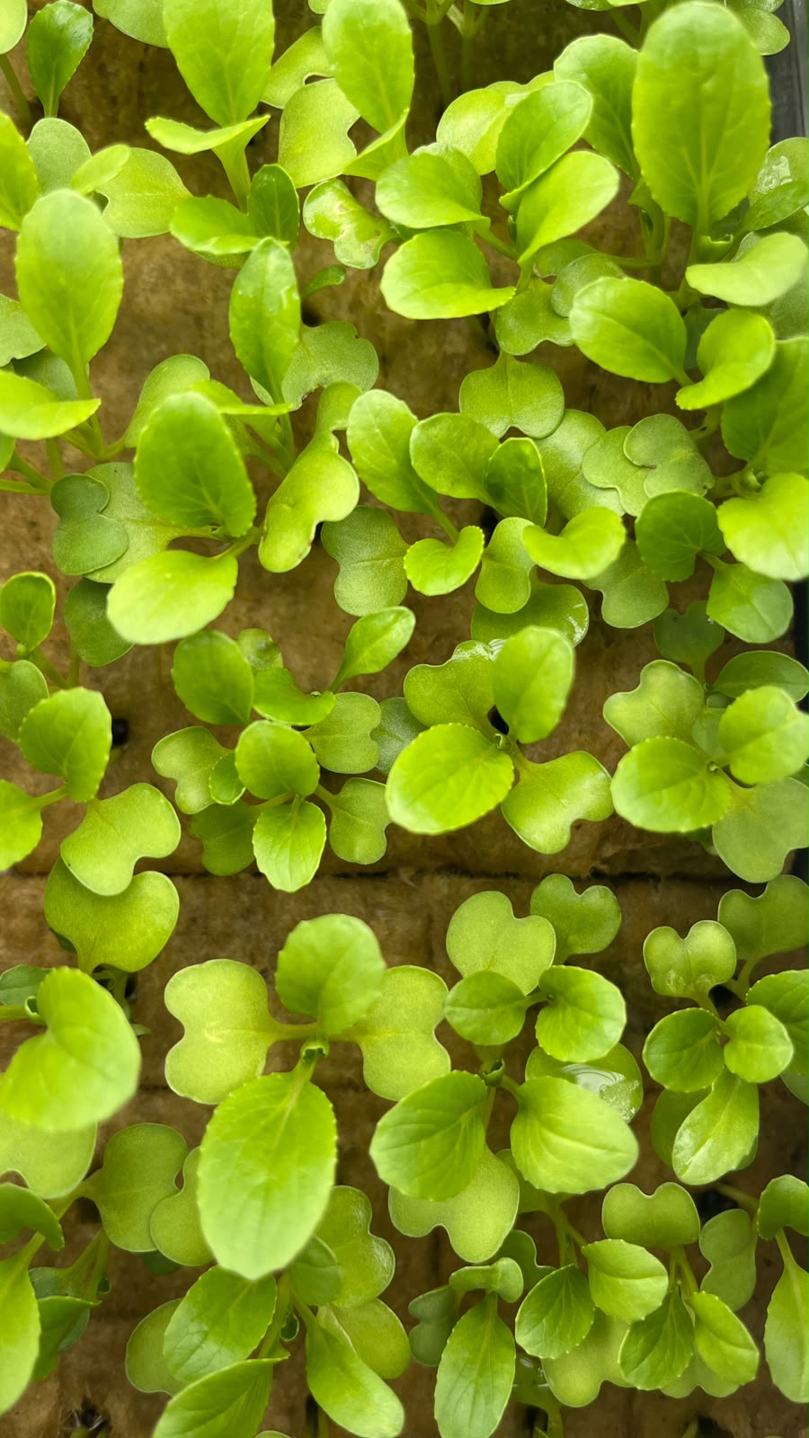 Daun pertama bibit selada di rockwool, hijau muda