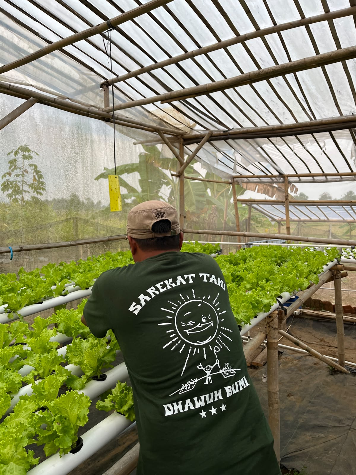 Petani berkaus Sarekat Tani merawat selada di greenhouse
