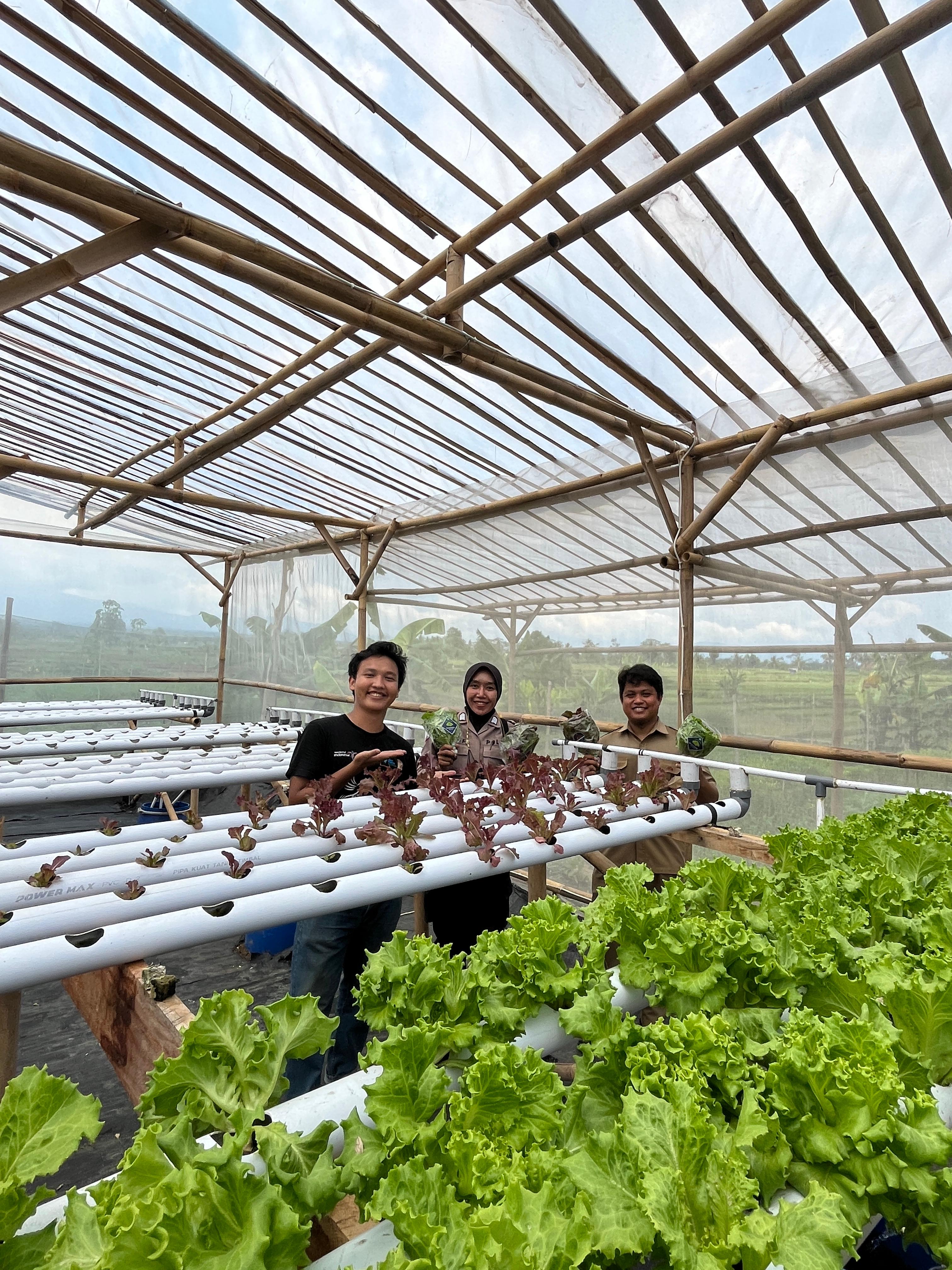 Petugas Polri dan pegawai dinas memegang selada kemasan di greenhouse