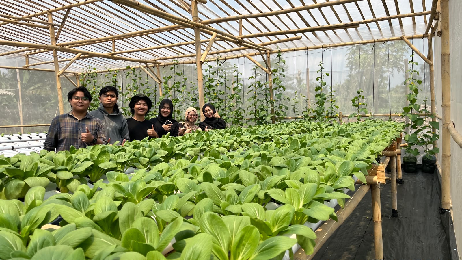 Kelompok mahasiswa berfoto di antara hamparan pakcoi