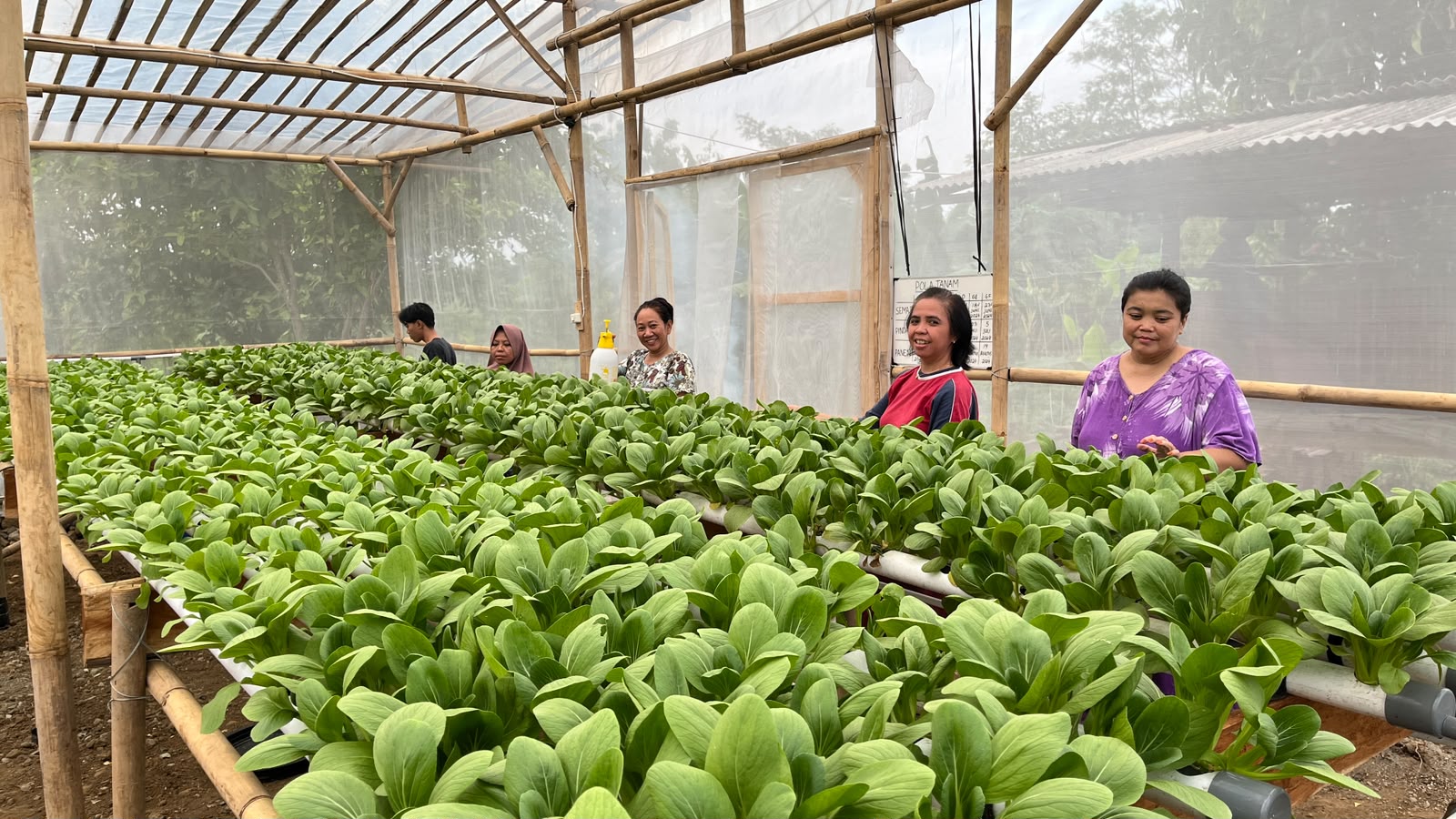 Sekelompok ibu berdiri di antara hamparan pakcoi di greenhouse bambu